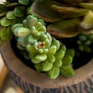 BVLA Mini Kandy in Solid 14k Rose Gold with Genuine Smoky Quartz (threadless)